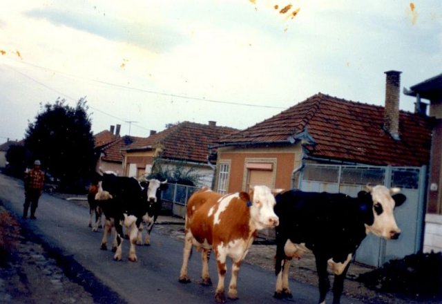 Rakamaz régen